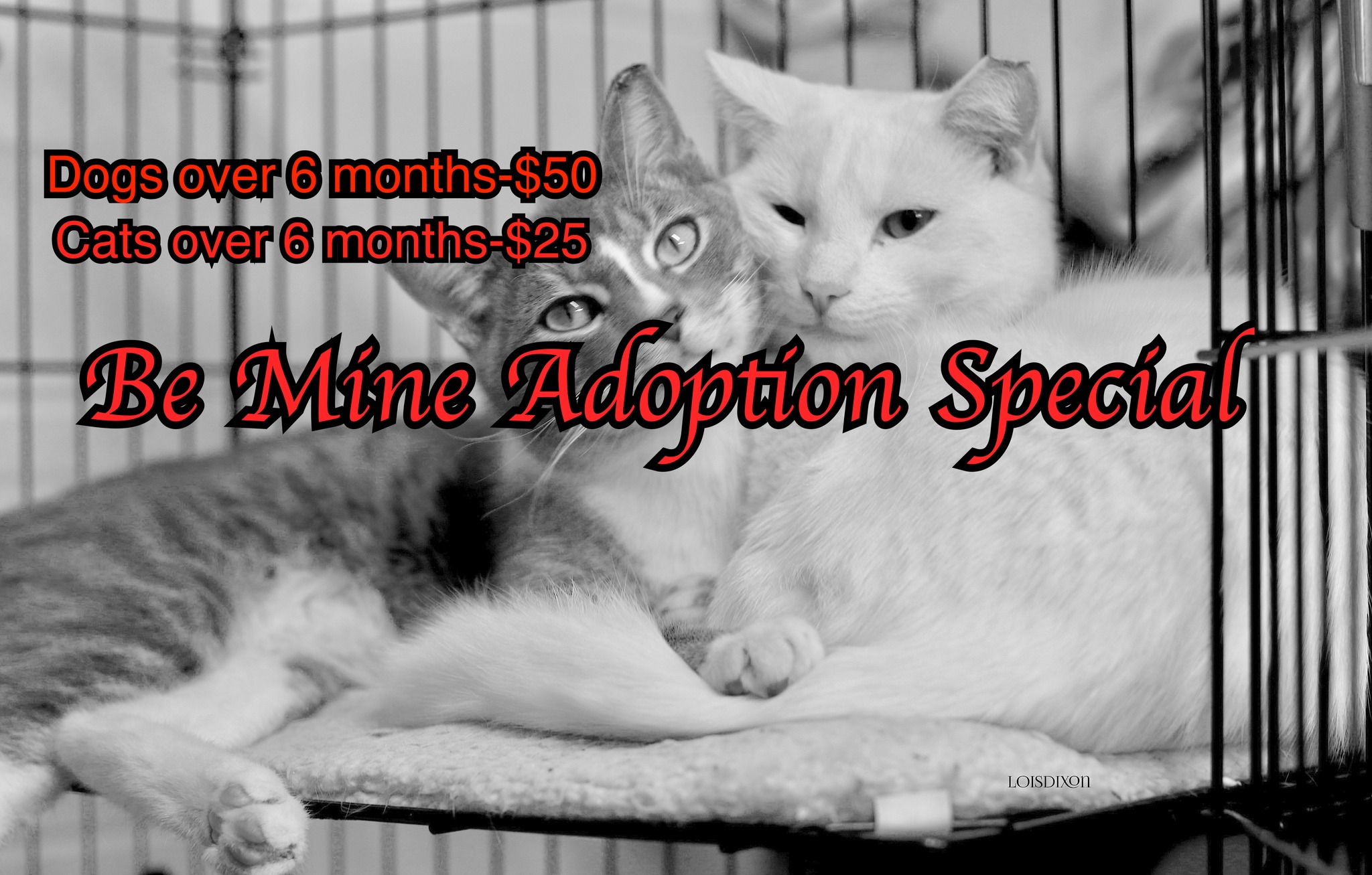 How Much Are Pet Adoption Fees